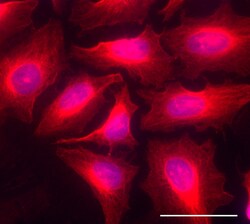 Biolegend Alexa Fluor 594 anti-ATG5, Quantity: Each of 1