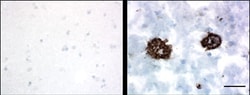 Biolegend Purified anti-β-Amyloid, 1-15, Quantity: Each of 1