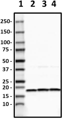 Biolegend Biotin anti-α-Synuclein, 80-96, Quantity: Each of 1