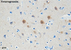 Biolegend Purified anti-Neurogranin, 70-78, Quantity: Each of 1