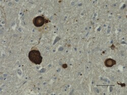 Biolegend Purified anti-α-Synuclein, 117-122, Quantity: Each of 1