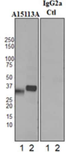 Biolegend Purified anti-Clusterin, Quantity: Each of 1