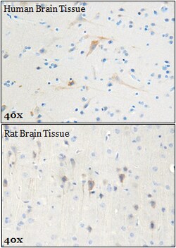 Biolegend Purified anti-LC3, Quantity: Each of 1