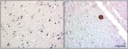 Biolegend HRP anti-α-Synuclein, 34-45, Quantity: Each of 1