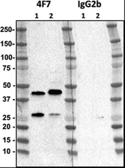 Biolegend Purified anti-β-Dystroglycan, Quantity: Each of 1