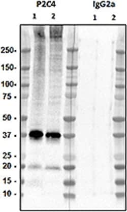 Biolegend Purified anti-Connexin 43, 360-382, Quantity: Each of 1