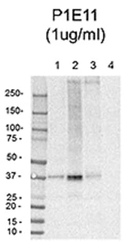 Biolegend Purified anti-Connexin 43, 1-20, Quantity: Each of 1