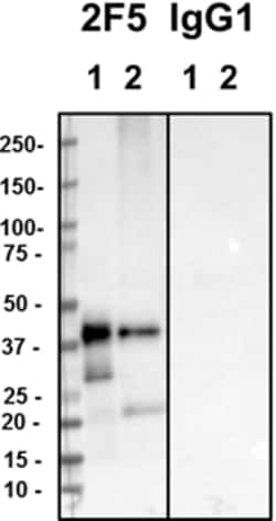Biolegend Purified anti-Connexin 43, 247-382, Quantity: Each of 1