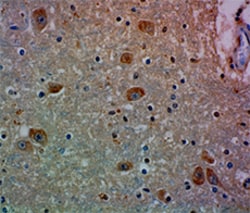 Biolegend Purified anti-Dopamine Receptor D4, Quantity: Each of 1