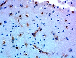 Biolegend Purified anti-β-Dystroglycan, Quantity: Each of 1