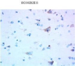 Biolegend Purified anti-TFAM, Quantity: Each of 1