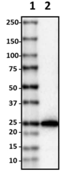 Biolegend Biotin anti-TFAM, Quantity: Each of 1