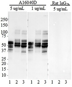 Biolegend Purified anti-Tau, 269-281, Quantity: Each of 1