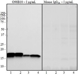 Biolegend Purified anti-SOD1, Quantity: Each of 1