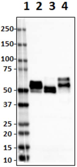 Biolegend Purified anti-Tau, 419-433, Quantity: Each of 1