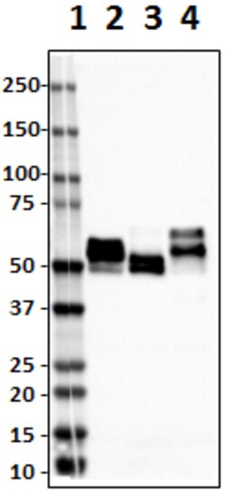 Biolegend Purified anti-Tau, 419-433, Quantity: Each of 1