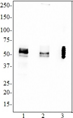 Biolegend Purified anti-Tau, 425-441, Quantity: Each of 1