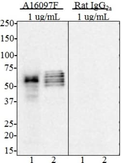 Biolegend Purified anti-Tau, 368-441, Quantity: Each of 1