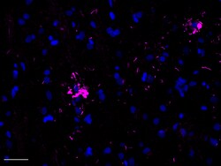 Biolegend Alexa Fluor 647 anti-Tau, 368-441, Quantity: Each of 1