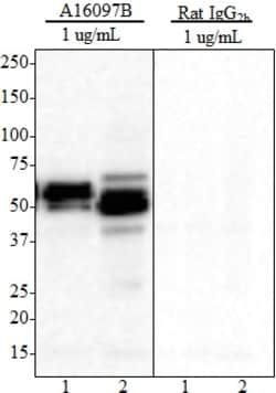 Biolegend Purified anti-Tau, 359-373, Quantity: Each of 1