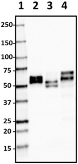 Biolegend Biotin anti-Tau, 359-373, Quantity: Each of 1