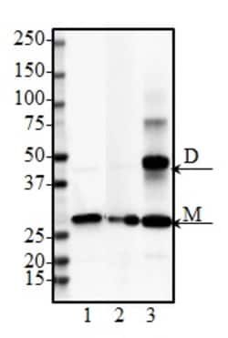 Biolegend Purified anti-DJ-1 (PARK7), Quantity: Each of 1