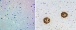 Biolegend Purified anti-β-Amyloid, x-42 Recombinant, Quantity: Each of