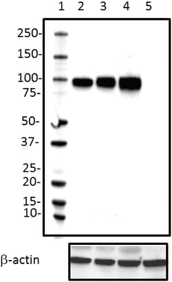 Biolegend Purified anti-MAG, Quantity: Each of 1