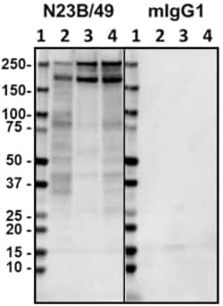 Biolegend Purified anti-Pan-Shank, Quantity: Each of 1