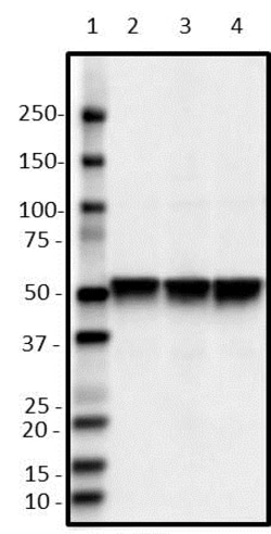 Biolegend Purified anti-TFEB, Quantity: Each of 1