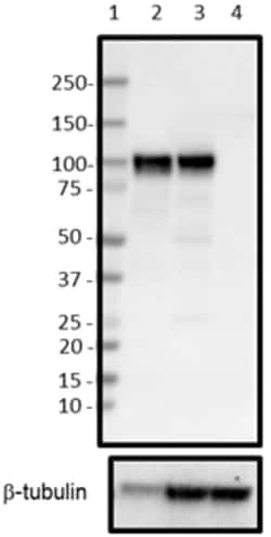 Biolegend Purified anti-Sortilin, Quantity: Each of 1