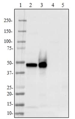 Biolegend Purified anti-TPP1, Quantity: Each of 1