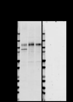 Biolegend Purified anti-Nicastrin, Quantity: Each of 1