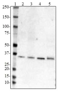 Biolegend Purified anti-Apo E, 109-116, Quantity: Each of 1