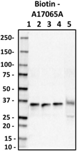 Biolegend Biotin anti-Apo E, 154-162, Quantity: Each of 1