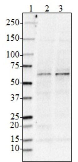 Biolegend Purified anti-BACE1, Quantity: Each of 1