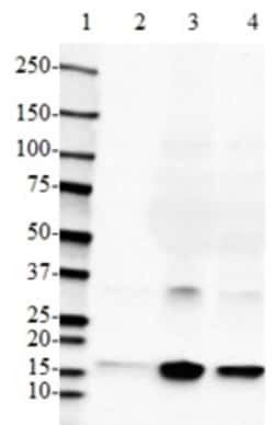 Biolegend Purified anti-Transthyretin, 31-50, Quantity: Each of 1
