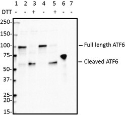 Biolegend Purified anti-ATF6, Quantity: Each of 1
