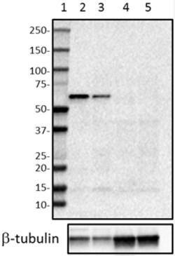 Biolegend Purified anti-PAK2, Quantity: Each of 1
