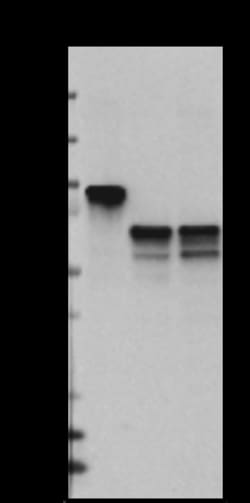 Biolegend Purified anti-FBXO7, Quantity: Each of 1