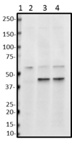 Biolegend Purified anti-TOMM40, Quantity: Each of 1