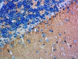 Biolegend Purified anti-Synapsin I/II/III, Quantity: Each of 1