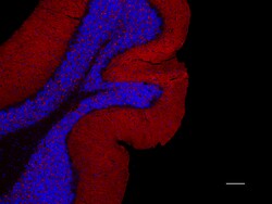 Biolegend Biotin anti-Synapsin I/II/III [A17080A]; Isotype: Mouse IgG2b,