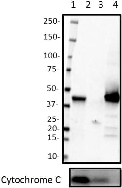 Biolegend Purified anti-Chil3, Quantity: Each of 1