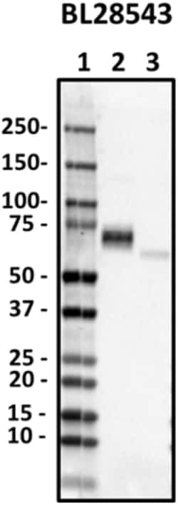 Biolegend Purified anti-GGT1, Quantity: Each of 1