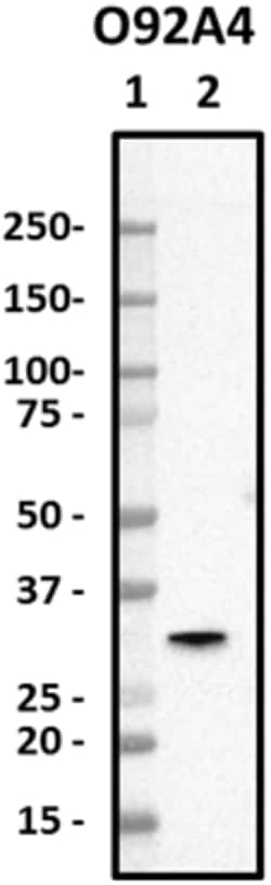 Biolegend Purified anti-Tollip, Quantity: Each of 1