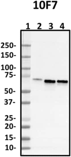 Biolegend Purified anti-FUS, Quantity: Each of 1