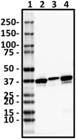 Biolegend Purified anti-Annexin A1, Quantity: Each of 1