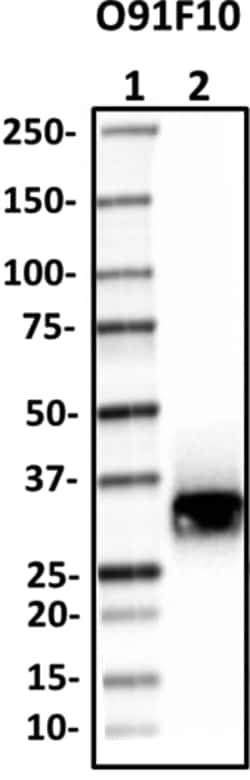 Biolegend Purified anti-PPT1, Quantity: Each of 1