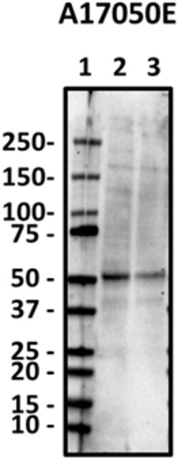 Biolegend Purified anti-Dopamine Receptor D1, Quantity: Each of 1